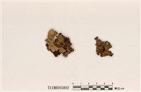 藏品(島衣屬)的圖片